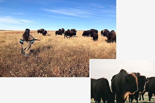 Bison activities in the US for Bison month