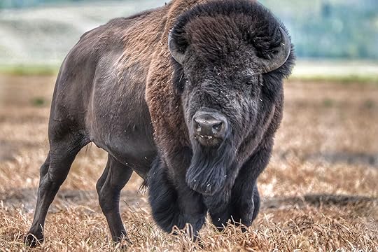 Bison activities in the US for Bison month