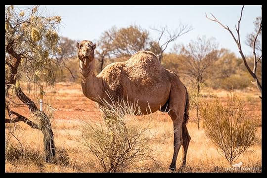 Denizen of the outback