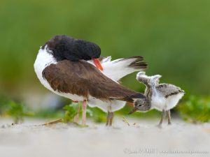 oystercatcher with chick on the beach