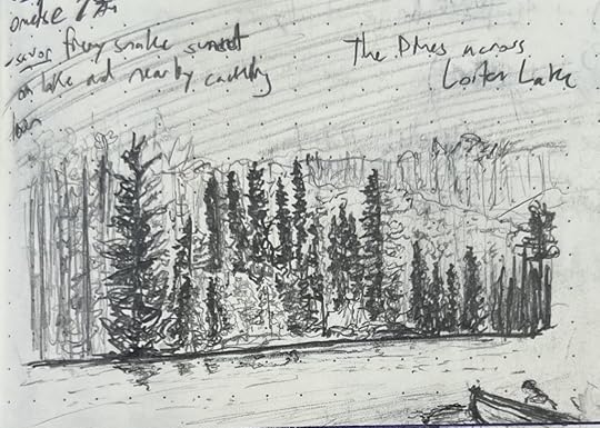 A pencil sketch of the pine-crowded shoreline of Loiten Lake in Voyageurs National Park