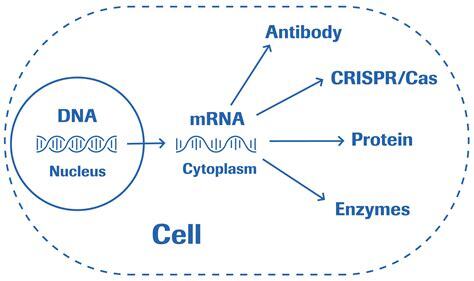 Understanding mRNA technology as platform for biopharma