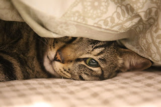 Turn off the light. I can't sleep with it on.