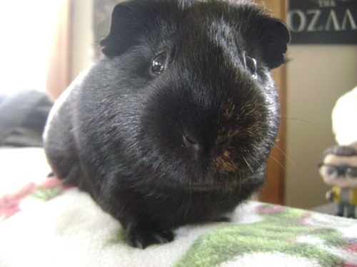 Rachel E Smith guinea pig Salem