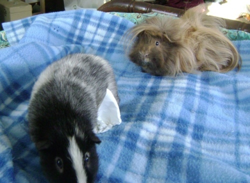 Rachel E Smith guinea pigs Ozymandias and Danger Crumples