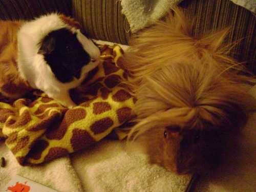 Rachel E Smith guinea pigs Horace and Danger Crumples