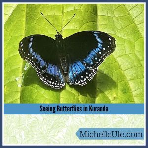 Seeing butterflies, blue butterfly 