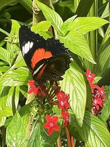 Seeing butterflies on bright green leaves.