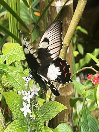 Seeing butterflies in Kurunda