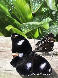 Seeing different colored butterflies