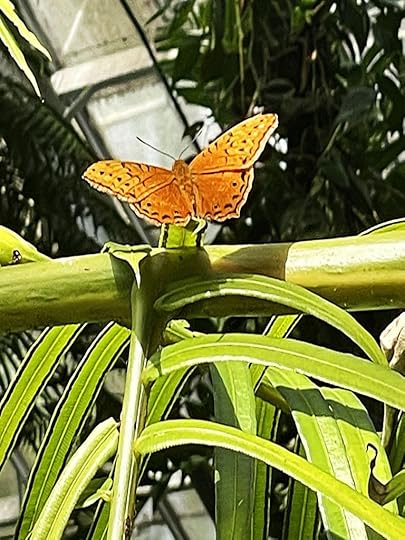 Seeing butterflies in orange