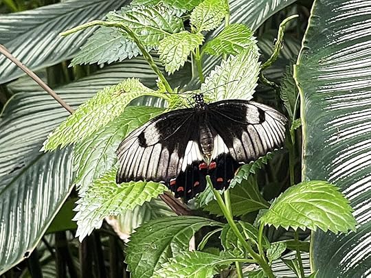 Seeing butterflies in different colors