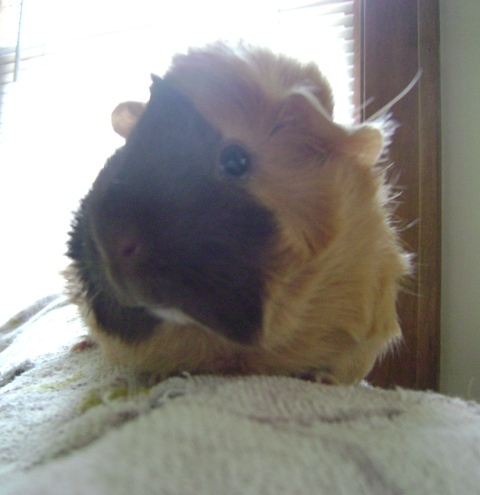 Rachel E Smith guinea pig Ozma