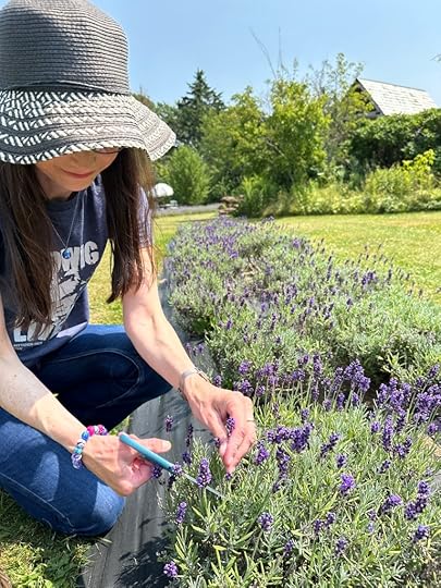 Sarah wearing a large straw hat, t-shirt, and jeans, cutting lavender in a large field, with trees and blue sky in the distance