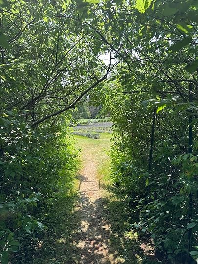 A worn path through a green hedge, leading to a sunny field of lavender