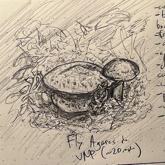 A sketch of a group of painted suillus mushrooms, which I mislabeled as being Fly Agarics (aka amanitas)