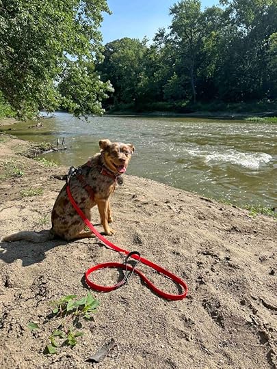 Sunny checking out the Maumee River