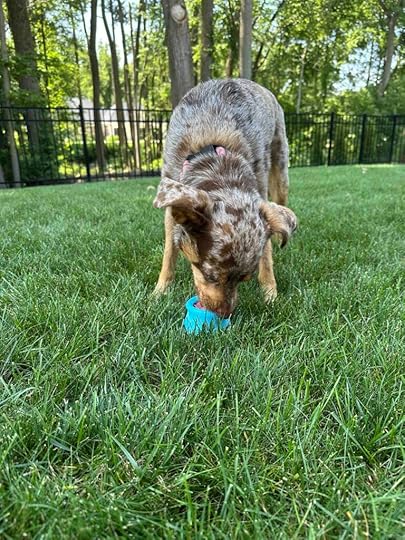 Sunny enjoying a treat