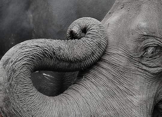 The AI-lephant in the Room