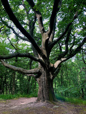 Tree- nannenyander.se