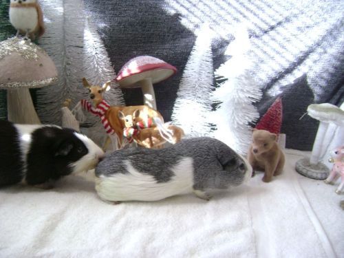 Rachel E Smith guinea pigs Thorfy and Camille