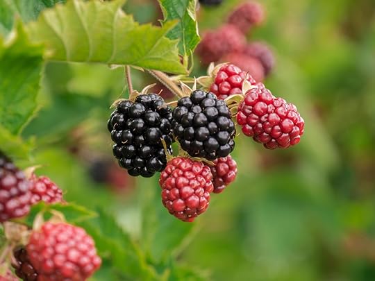 Free Berry Blackberries photo and picture
