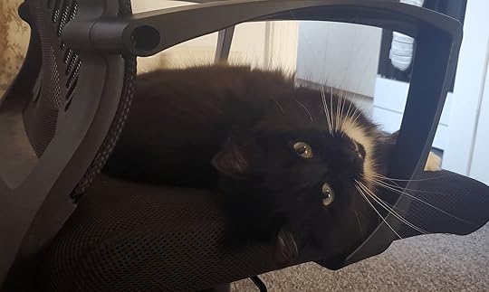 Photo of a black and white cat lying on an office chair.