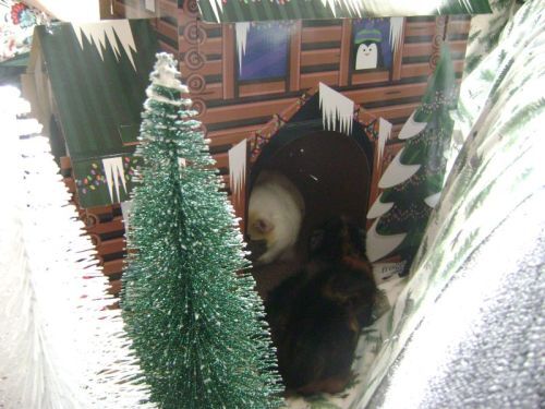 Rachel E Smith guinea pigs Dagmar and Wisting