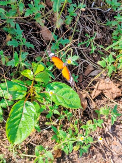 A scene from Thangasserry Breakwater Tourism Park. Chasing butterflies is not for the faint-hearted.