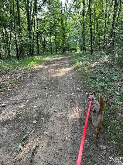 into the woods on the Litchfield Nature Trail