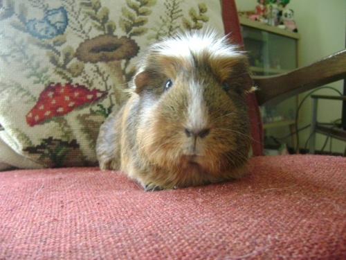 Rachel E Smith guinea pig Peregrine