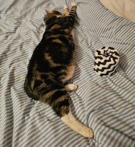 Picture shows a large tabby cat stretched out on a light blue and white striped duvet with a loo roll (wrapped in jazzy black and white paper) for scale