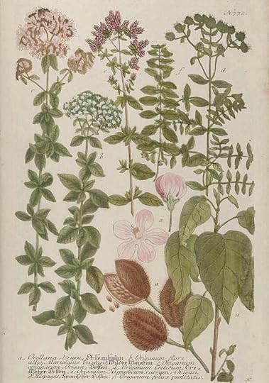 Μεσαιωνικη γκραβουρα με δικταμο - πολυτιμο Κρητικο βοτανο που αναλυεται στην εκπαιδευση βοτανολογιας με διπλωμα