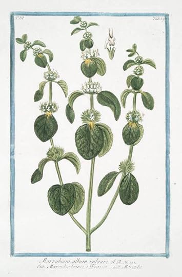 Μαρουβιο, το καλυτερο βοτανο για τον βηχα και το ασθμα