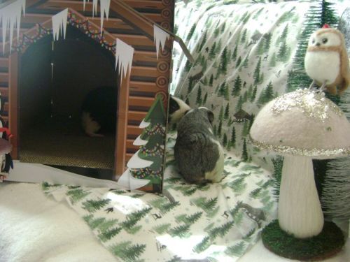 Rachel E Smith guinea pigs Thorfy and Camille