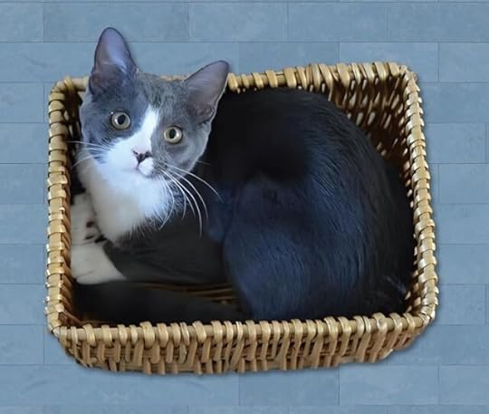 Pretty gray and white cat looking up from a basket.