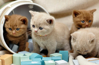 Kittens playing with blocks
