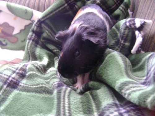 Rachel E Smith guinea pig Snorri
