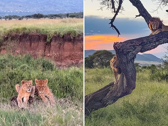 serengeti explorer lodge tanzania - lions in the serengeti