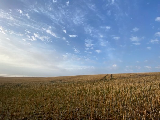 harvest in scotland - blue skies, wispy white clouds, dark golden cut crop below on a slanting hillside