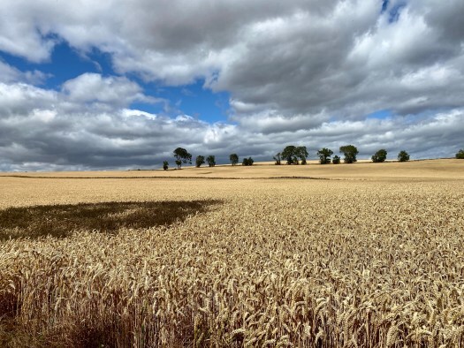harvest in Scotland - a golden barley field with tall trees on the horizon under a stormy-looking sky of grey clouds.