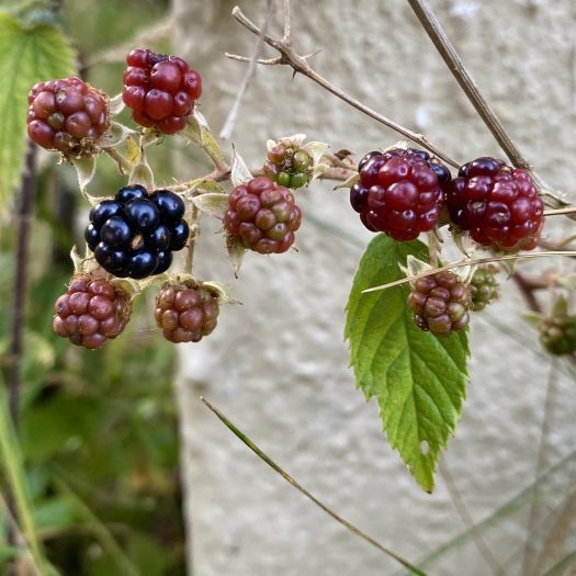 harvest in Scotland - black and red brambles (blackberries) against a painted beige wall