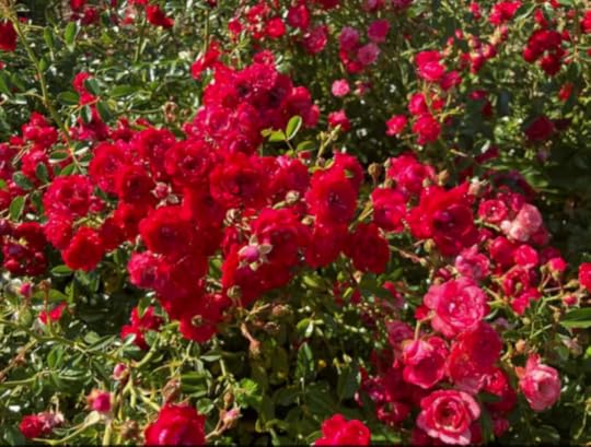 A vibrant display of red and pink roses blooming among lush green foliage.