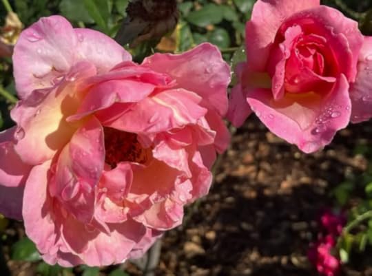 Close-up of two pink roses with droplets on the petals, surrounded by green foliage.
