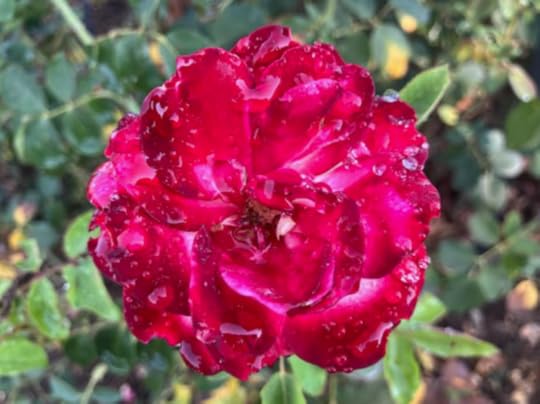 Close-up of a vibrant red rose with light pink edges, covered in droplets of water, surrounded by green leaves.
