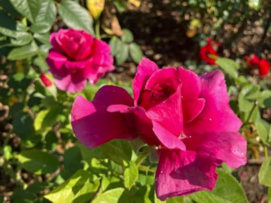 Close-up of vibrant pink roses in a garden, surrounded by green leaves and other flowers.