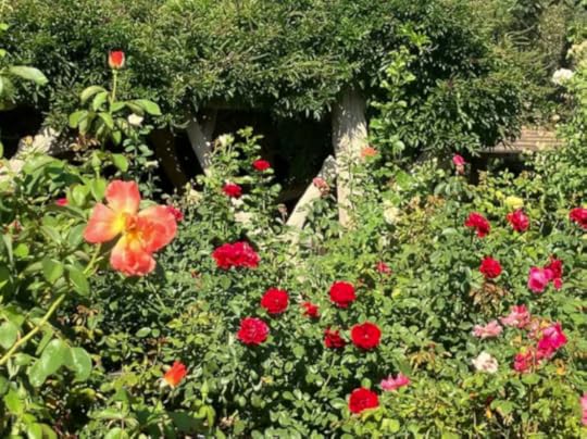 A vibrant garden scene featuring a variety of roses in different colors, including red and pink, with lush greenery in the background.