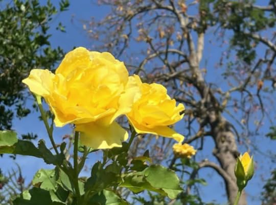 Close-up of vibrant yellow roses against a blue sky, with green foliage and a tree in the background.