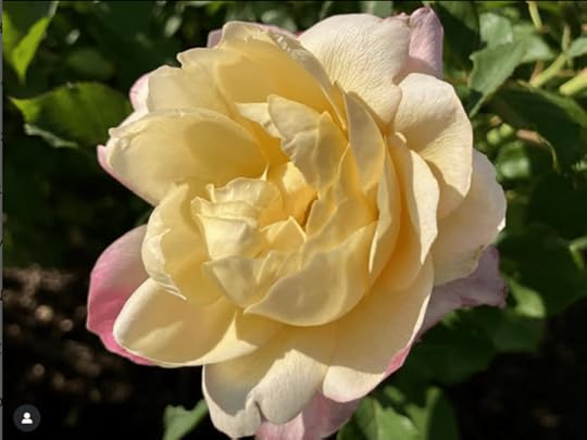 A close-up of a soft yellow rose with delicate pink edges, surrounded by green leaves in a garden setting.