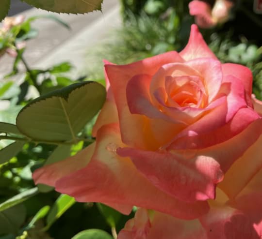 Close-up of a pink and orange rose in a garden, with droplets of water on its petals, surrounded by green foliage.